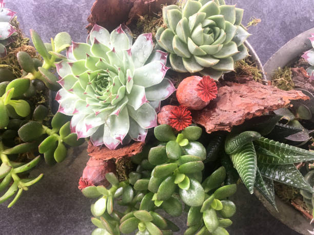 istock Succulent plant Echeveria 988301242