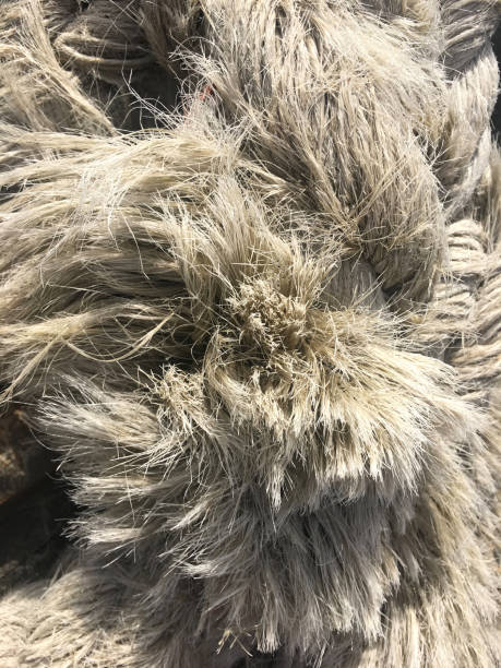 istock Frayed end of sisal rope lying on weathered wood 988301270
