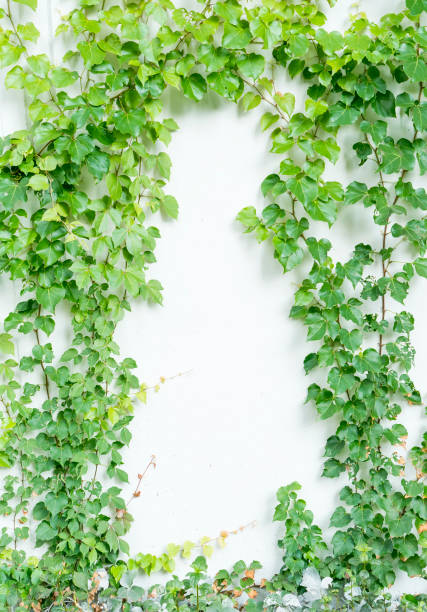istock ivy leaves isolated on white 988315138