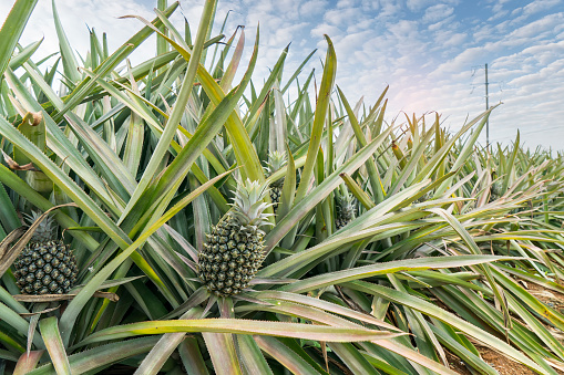 A pineapple plant growing in a field garden. The plant displays a ripe, yellow pineapple fruit. A detail close-up of a tropical plant that is grown commercially as an agricultural food product.