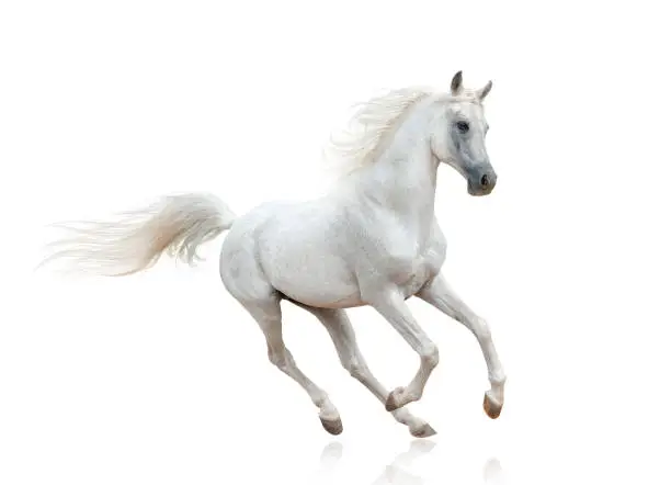 Snow white arabian stallion isolated over a white
