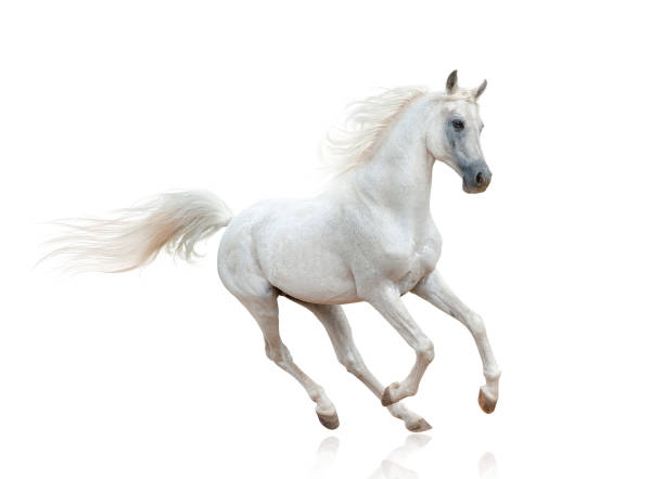 snow white arabian stallion - photography running horizontal horse imagens e fotografias de stock