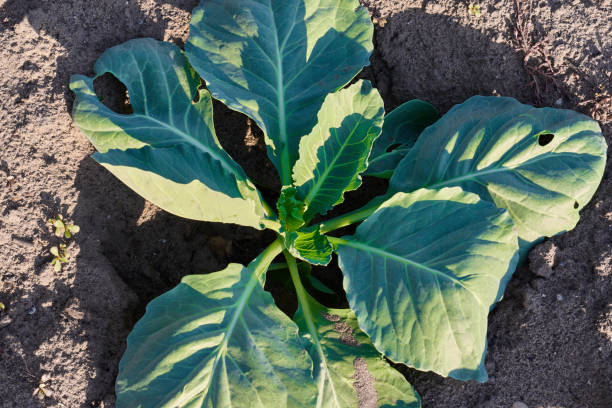 istock Young cabbage growing in farm land field 988322644