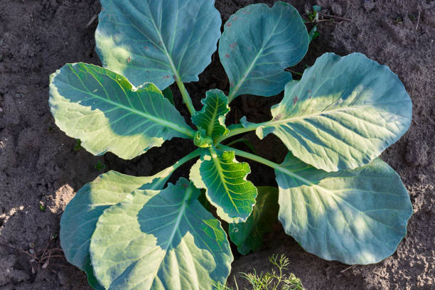 istock Young cabbage growing in farm land field 988322658