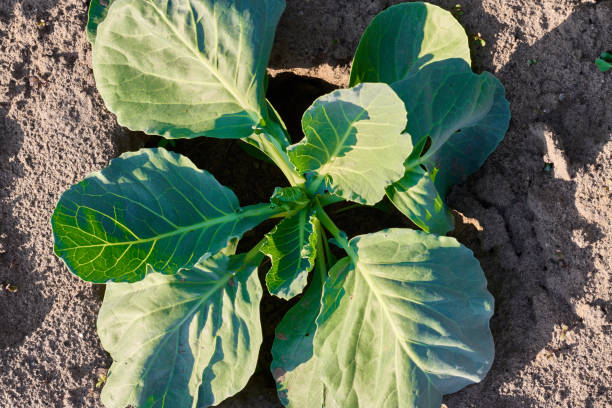 istock Young cabbage growing in farm land field 988322688