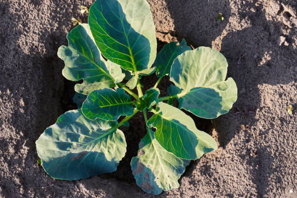 istock Young cabbage growing in farm land field 988322724