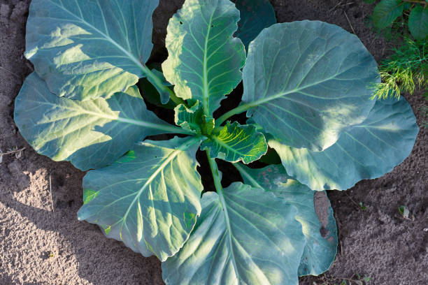 istock Young cabbage growing in farm land field 988322744