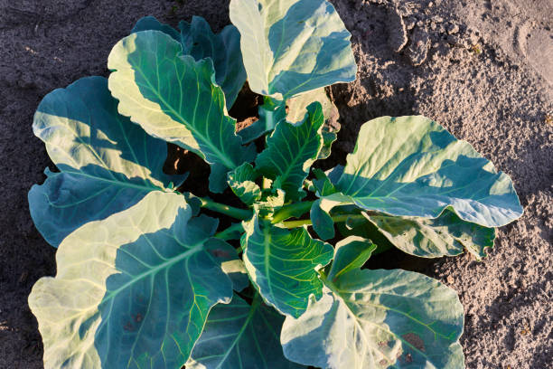 istock Young cabbage growing in farm land field 988324968