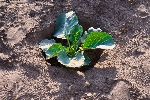istock Young cabbage growing in farm land field 988325042
