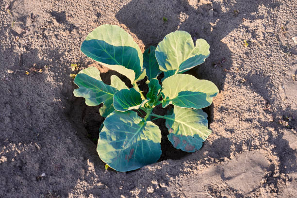 istock Young cabbage growing in farm land field 988325052