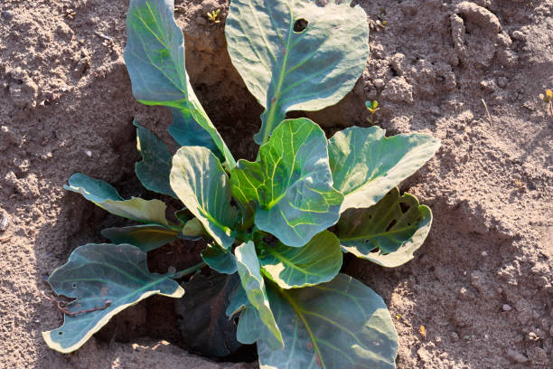 istock Young cabbage growing in farm land field 988325110