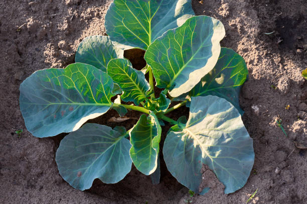 istock Young cabbage growing in farm land field 988325204