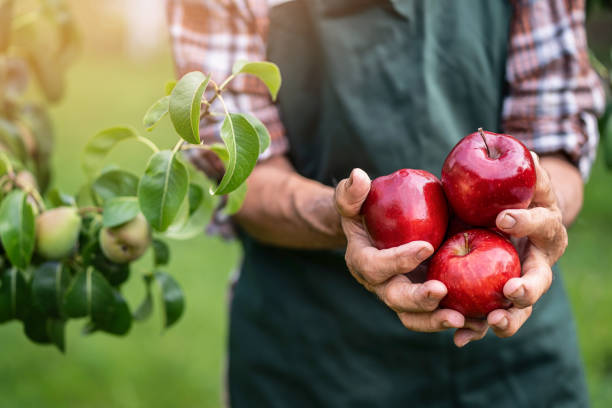 istock Mature farmer holding red apples 988330130