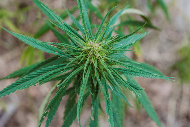 Cultivated industrial hemp head macro, Cannabis sativa plant species grown for use of its derived products