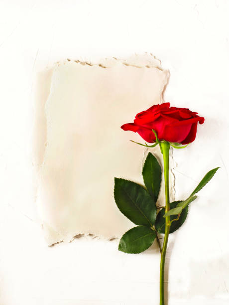 istock Vintage paper with space for text and red rose on white background. Flat lay, top view. 988369492