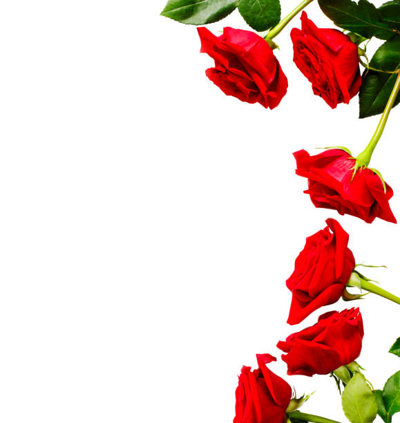 istock Frame of fresh red roses on white background with copy space 988369592