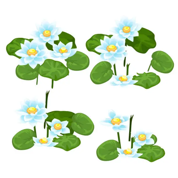 Vector illustration of Set of stages for the destruction of landings of blue water Lily isolated on white background. Vector cartoon close-up illustration