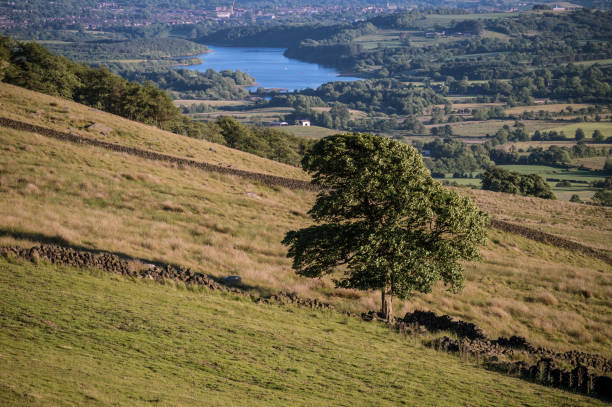 istock Lone tree on the Roaches in the Peak District National Park. 988375556