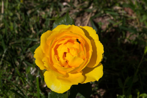 цветение желтой розы и жуков в ней - bedder стоковые фото и изображения