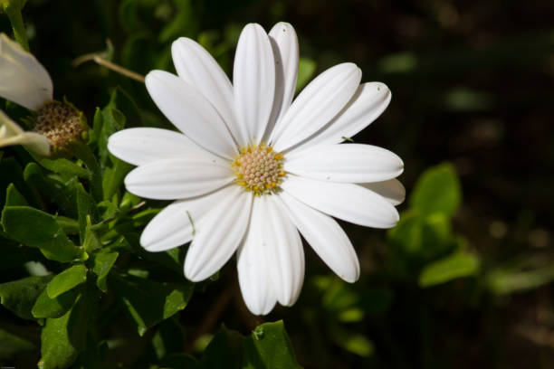 leucanthemum vulgare, stokrotka wołowo-oczu, lub stokrotka oxeye, jest powszechną rośliną kwitnącą pochodzącą z europy - bedder zdjęcia i obrazy z banku zdjęć