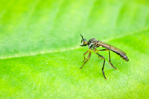 istock Robber fly hunting on a green leaf 988379170