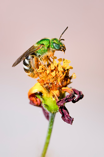 Green bee collecting pollen on a flower with a blurred background