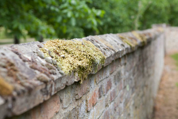 istock Moss on top of old brick garden wall 988431534