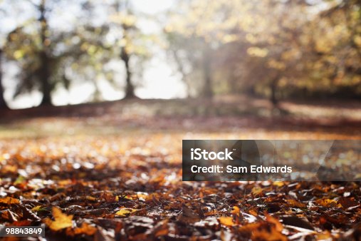 istock Park clearing in autumn 98843849