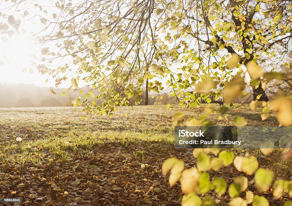 Park clearing in autumn  Agricultural Field Stock Photo