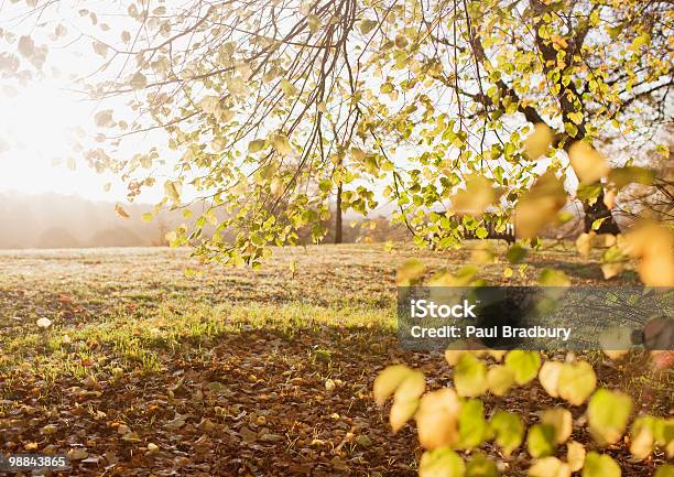 Park Clearing In Autumn Stock Photo - Download Image Now - Agricultural Field, Autumn, Beauty In Nature