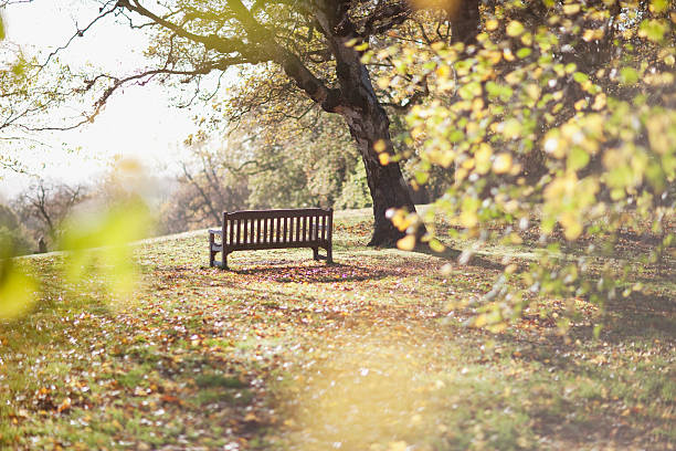 compensation banc dans le parc en automne - bench photos et images de collection