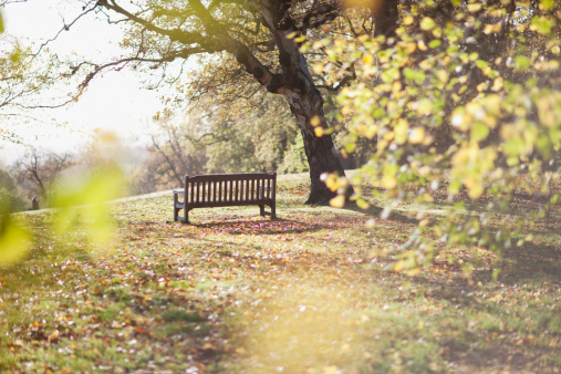 Park bench in clearing in autumn
