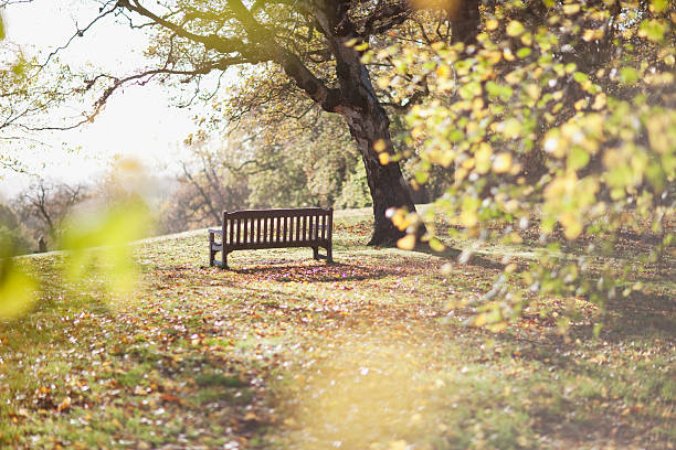 Park bench in clearing in autumn  park bench photos stock pictures, royalty-free photos & images