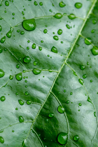istock Full Frame Shot Of Raindrops On Leaves 988461424