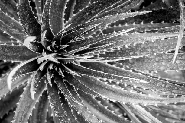 istock Close-Up Of Raindrops On Leaves 988465662