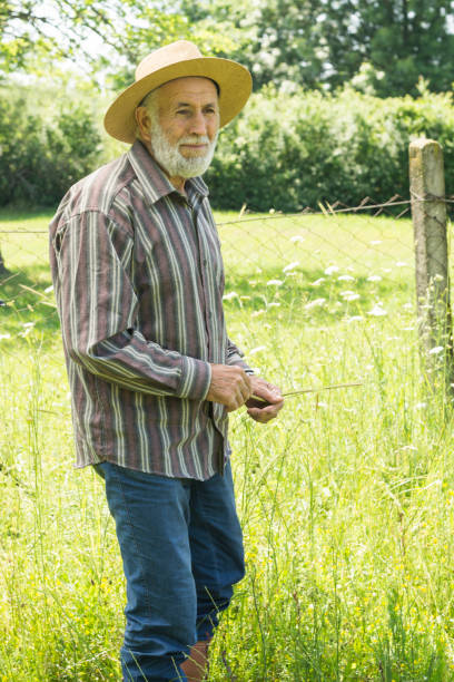 istock Senior Farm Worker Examining Wheat Crops Field 988467378