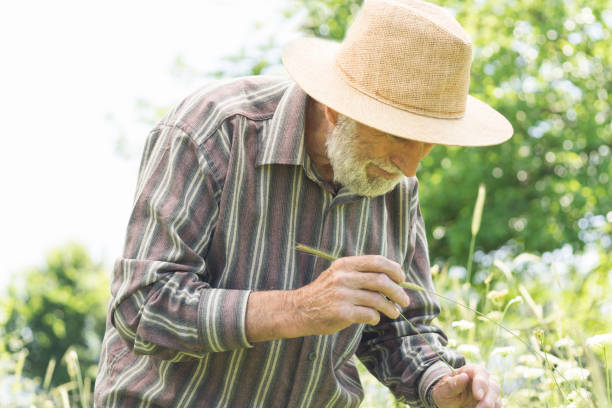 istock Senior Farm Worker Examining Wheat Crops Field 988467440
