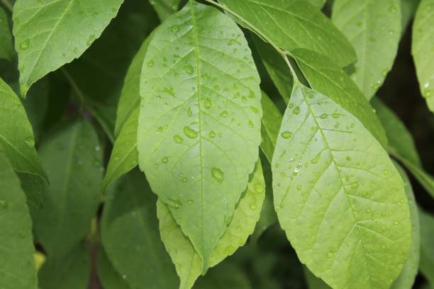 istock Wet Green Summer Leaves 988473752