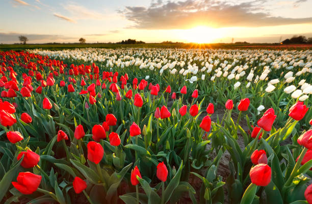istock sunset sunshine over tulip field, Netherlands 988475244