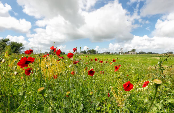 red poppy flowers, blue sky and windmill in summer