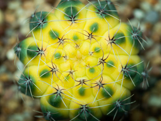 istock Yellow Spotted Green Cactus 988479180