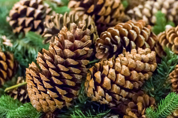 istock branch spruce green brown cone close-up, rustic pattern winter traditional decoration 988481176