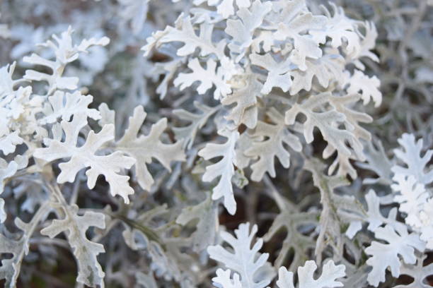 Jacobaea maritima Taked in Japan dusty miller photos stock pictures, royalty-free photos & images