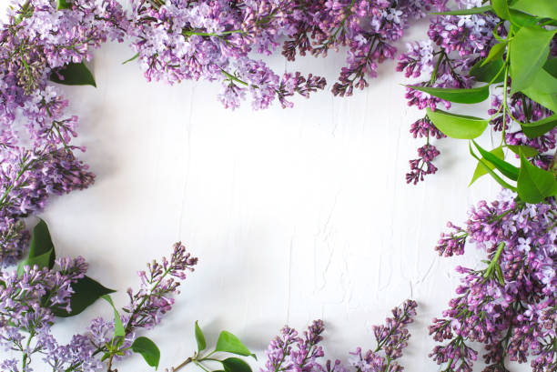 istock Lilac blossom. Lilac flowers frame on white background, top view, copy space 988485372