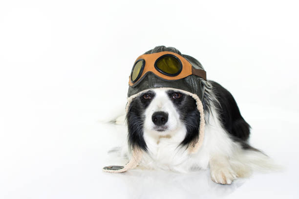 istock ADORABLE BORDER COLLIE DOG LYING DOWN IN FLOOR WEARING A PILOT HAT. ISOLATED ON WHITE STUDIO BACKGROUND 988485676