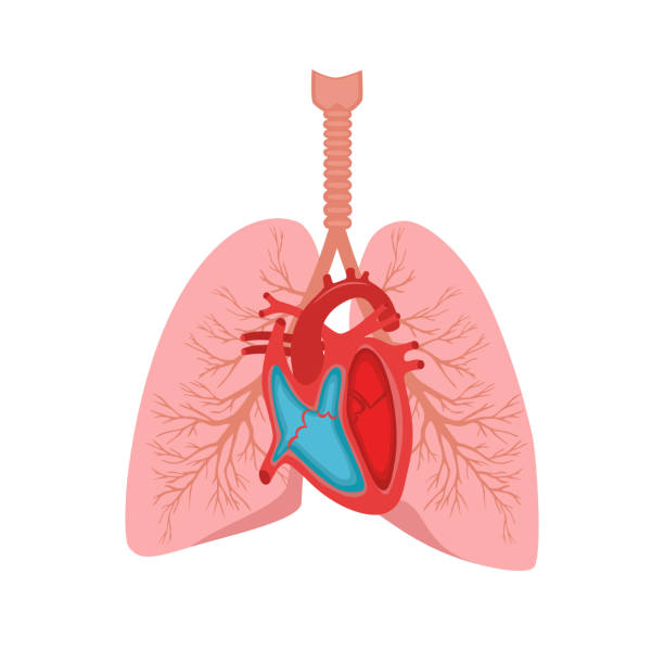ilustraciones, imágenes clip art, dibujos animados e iconos de stock de corazón y los pulmones. - pumping blood illustrations