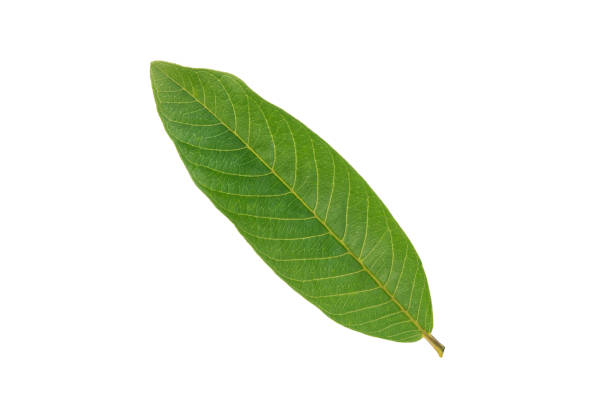 istock Back green guava leaf isolated on white background 988490884