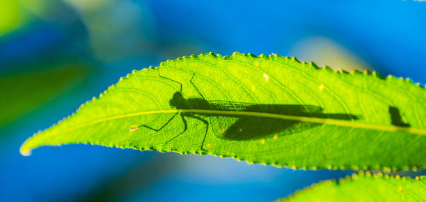 istock Silhouette of damselfly on leaf 988491668