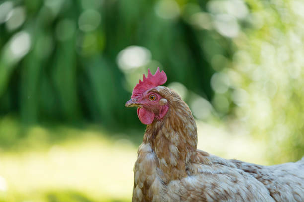 An egg-laying hen enjoying the freedom of outdoors.