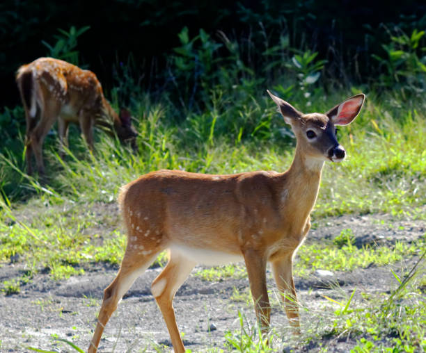 istock Female deer on the lookout by the forest 988504818